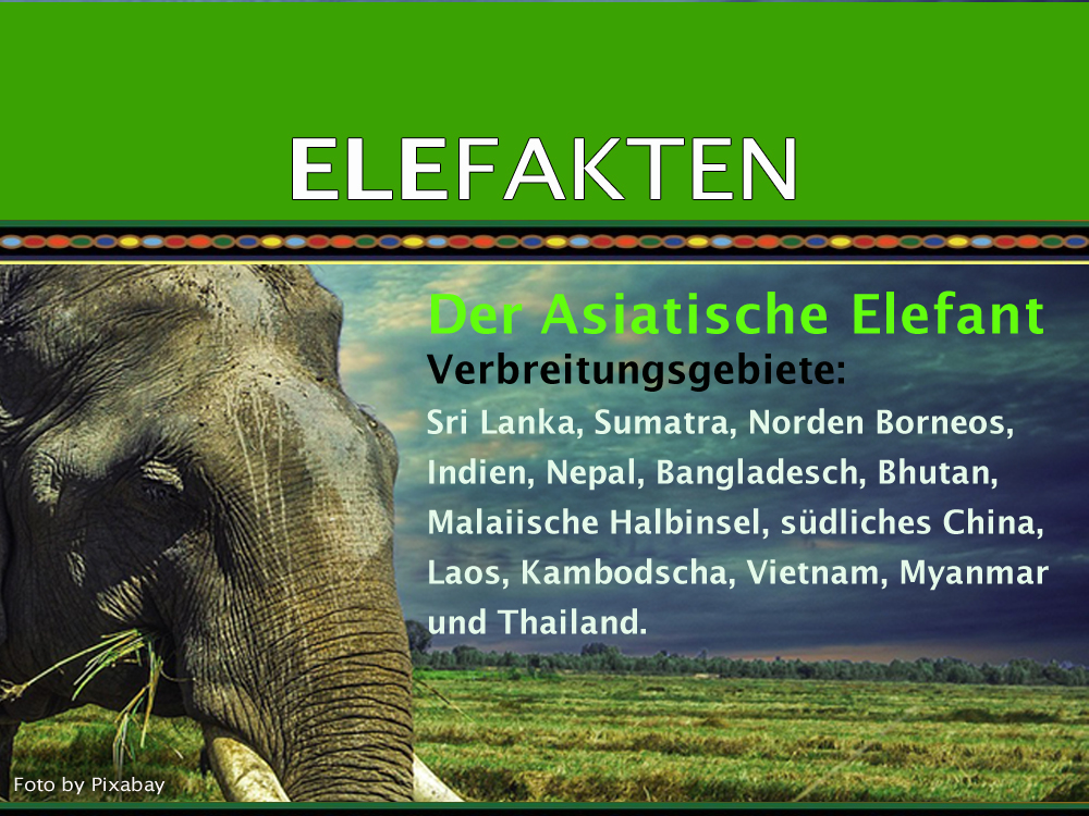 ELEFAKTEN: Asiatischer Elefant – Verbreitungsgebiete › Mayday Elefanten